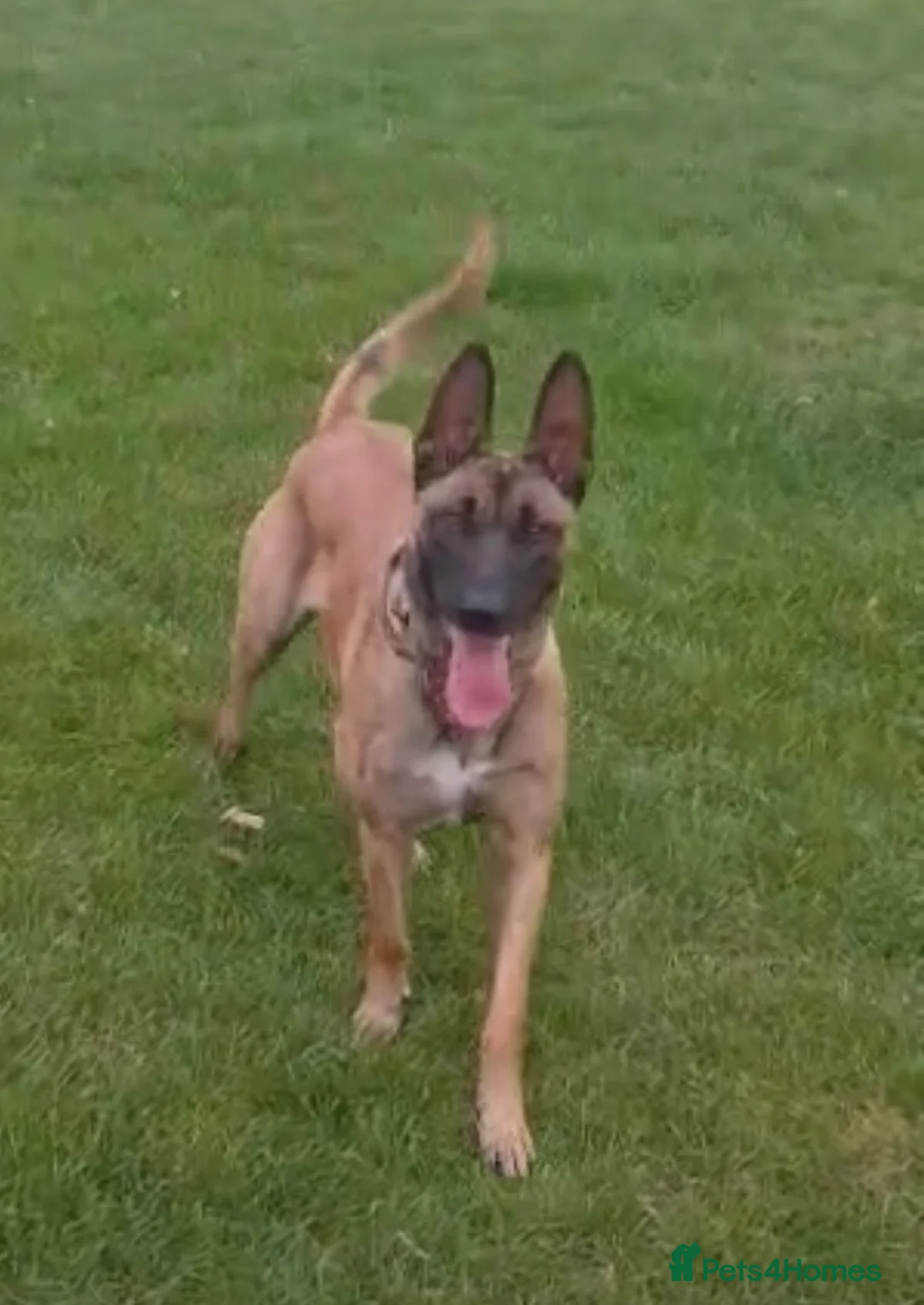 Belgian Shepherd Dog dogs for sale: Belgium Malabar puppy in London - Advert 1