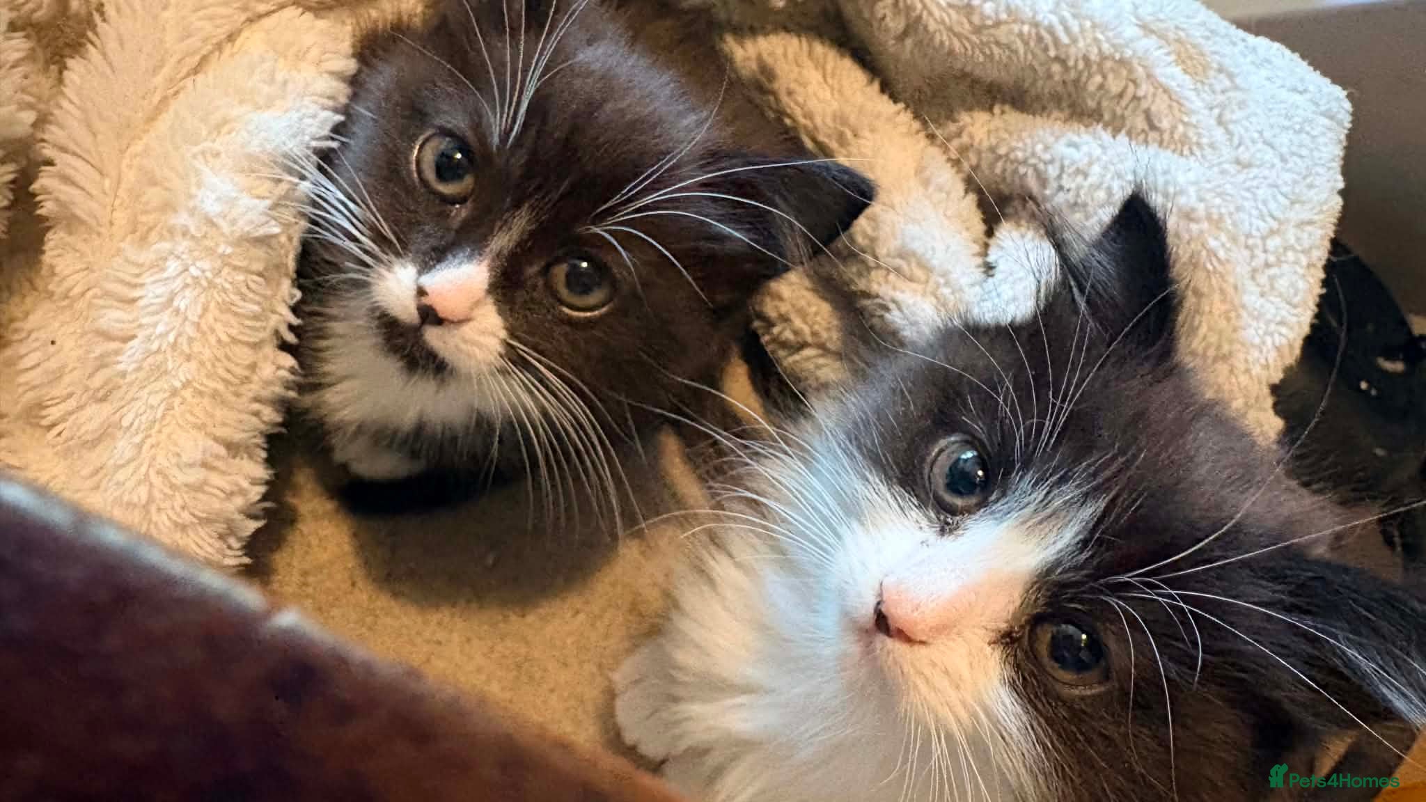 Mixed Breed cats 2 x adorable kittens - Advert 3