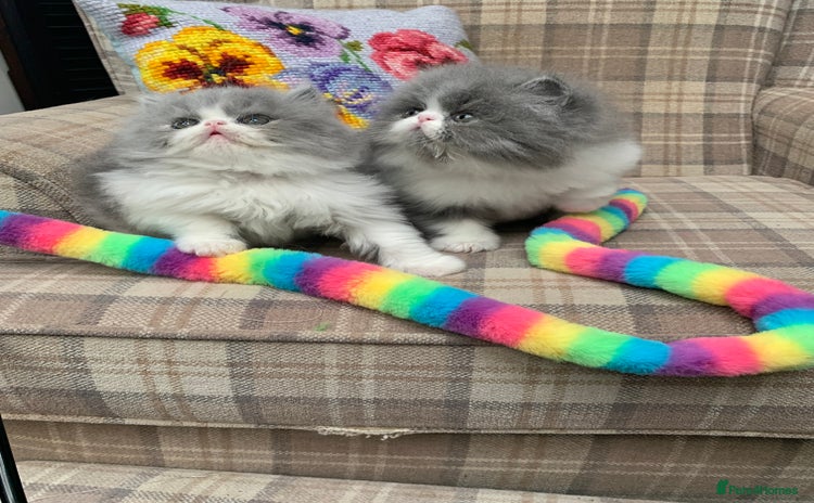 Persian cats - Advert 4