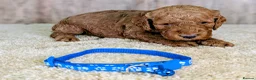 Cockapoo dogs for sale: Beautiful F1B Cockapoos - Advert 11
