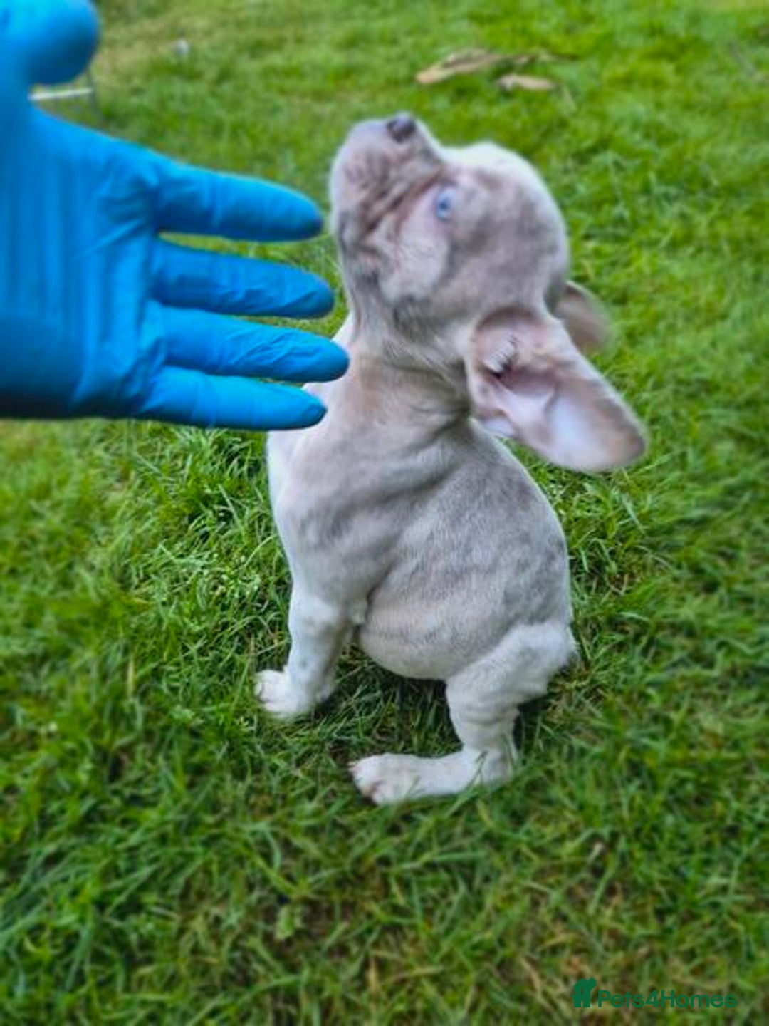 French Bulldog dogs for sale: Adorable French Bulldog Puppies For Sale - Image 3