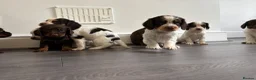 Cocker Spaniel dogs for sale: 🐶💫Traditional Working Cocker pups🐶💫 in Middlewich - Advert 4