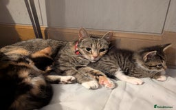 Mixed Breed cats for sale: Calico girl - Image 5
