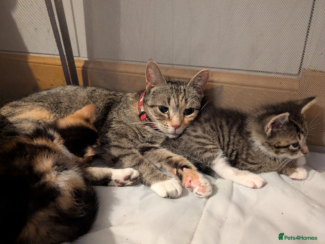 Mixed Breed cats for sale: Calico girl - Image 5