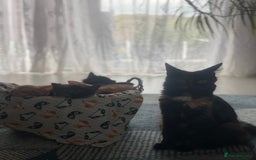 Mixed Breed cats for sale: 🐱 Gorgeous Kittens Looking for a Loving Homes 🏡 - Image 3