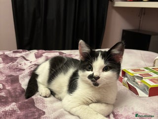 Mixed Breed cats - Advert 30
