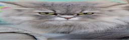Persian cats for sale: Persian Chinchilla Kittens  - Advert 5
