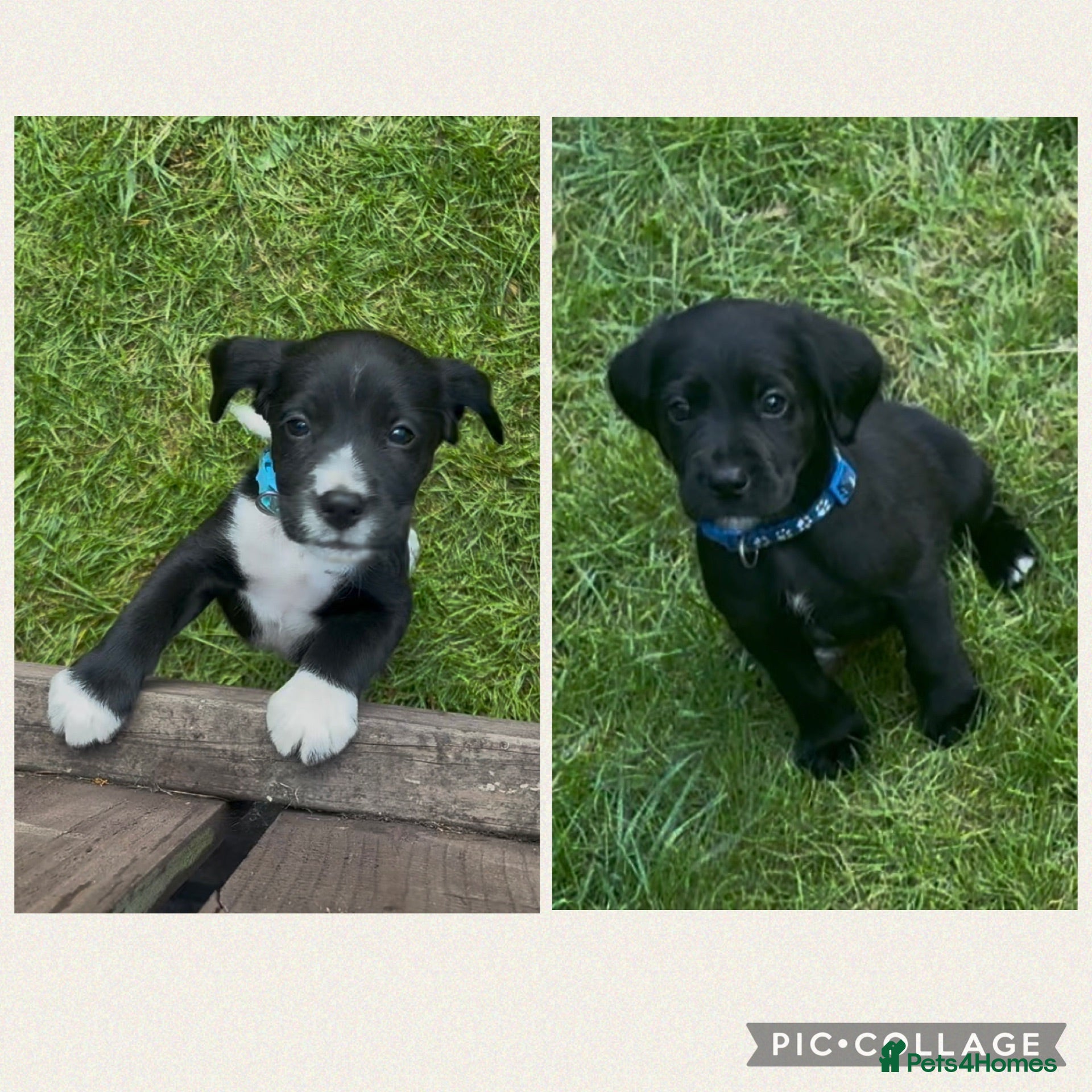Cockerdor dogs LAST 2 BOYS Working Cockador Pups chocolate black  - Advert 1