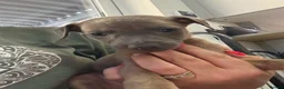 Whippet dogs for sale: Beautiful Blue brindle whippets for sale  - Advert 13