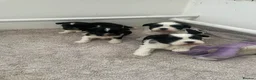 Shih Tzu dogs for sale: Imperial Shihtzu Puppies - Advert 12