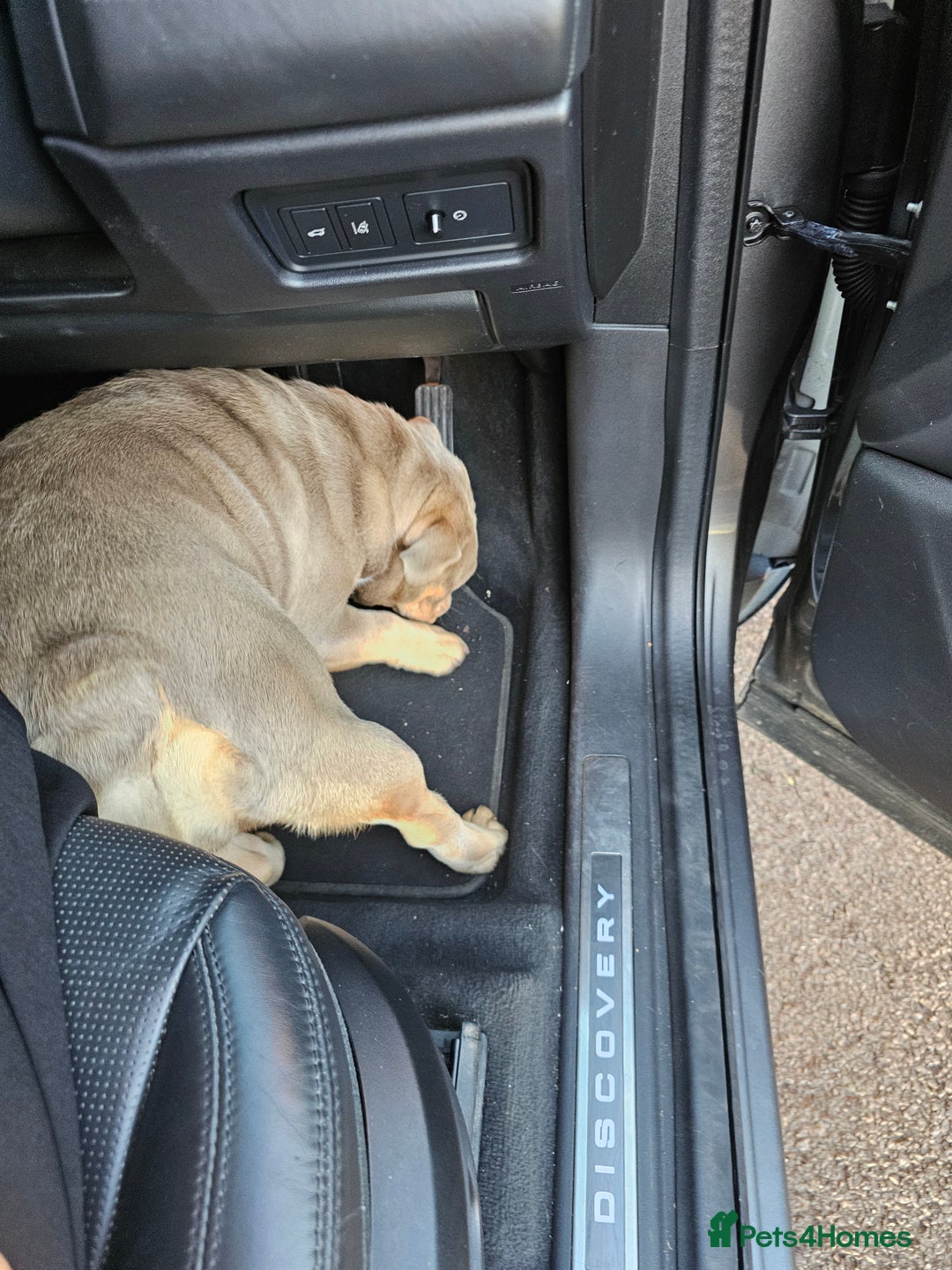 English Bulldog dogs for sale: Lilac and tan english bulldog  - Image 18