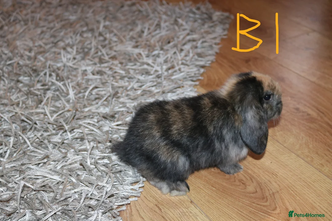 Mini Lop rabbits for sale: Mini Lop babies x 3 - Advert 6