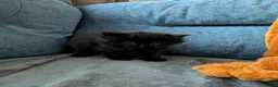 Mixed Breed cats for sale: Beautiful mix breed kittens - Advert 8