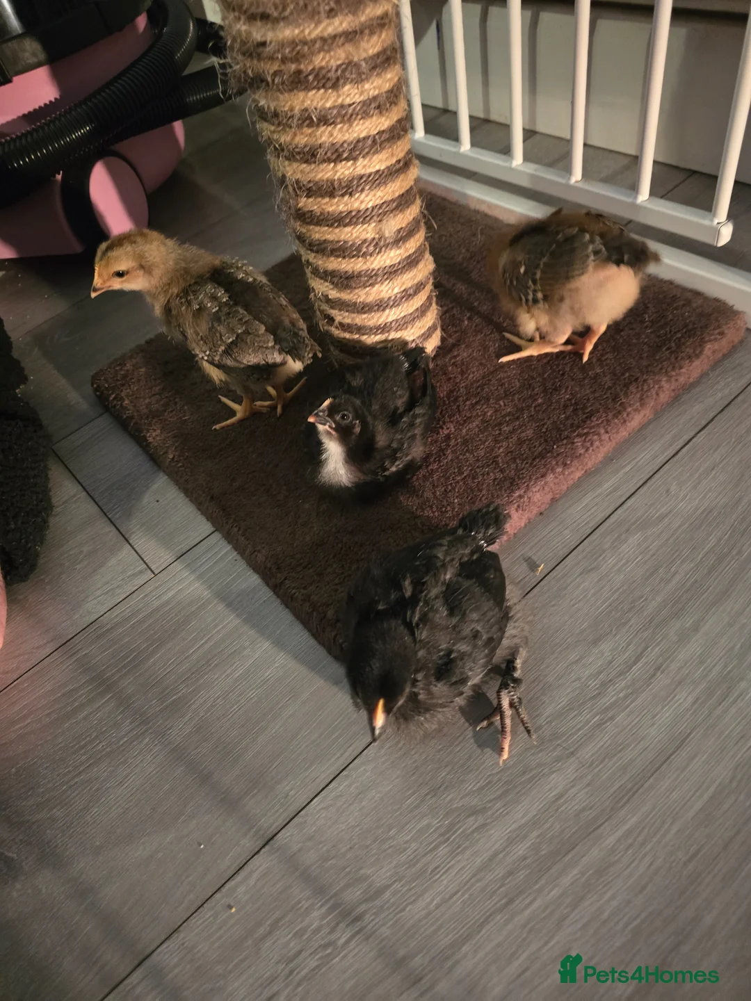 Chickens poultry for sale: Mixed Chicks for sale in Woking - Advert 2