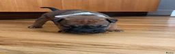 Mixed Breed dogs for sale: 7 Beautiful French Bull Dog Puppies  - Advert 27