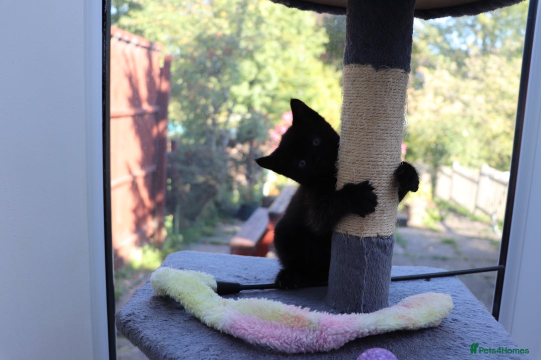 Mixed Breed cats for sale: Adorable Kittens  - Image 8