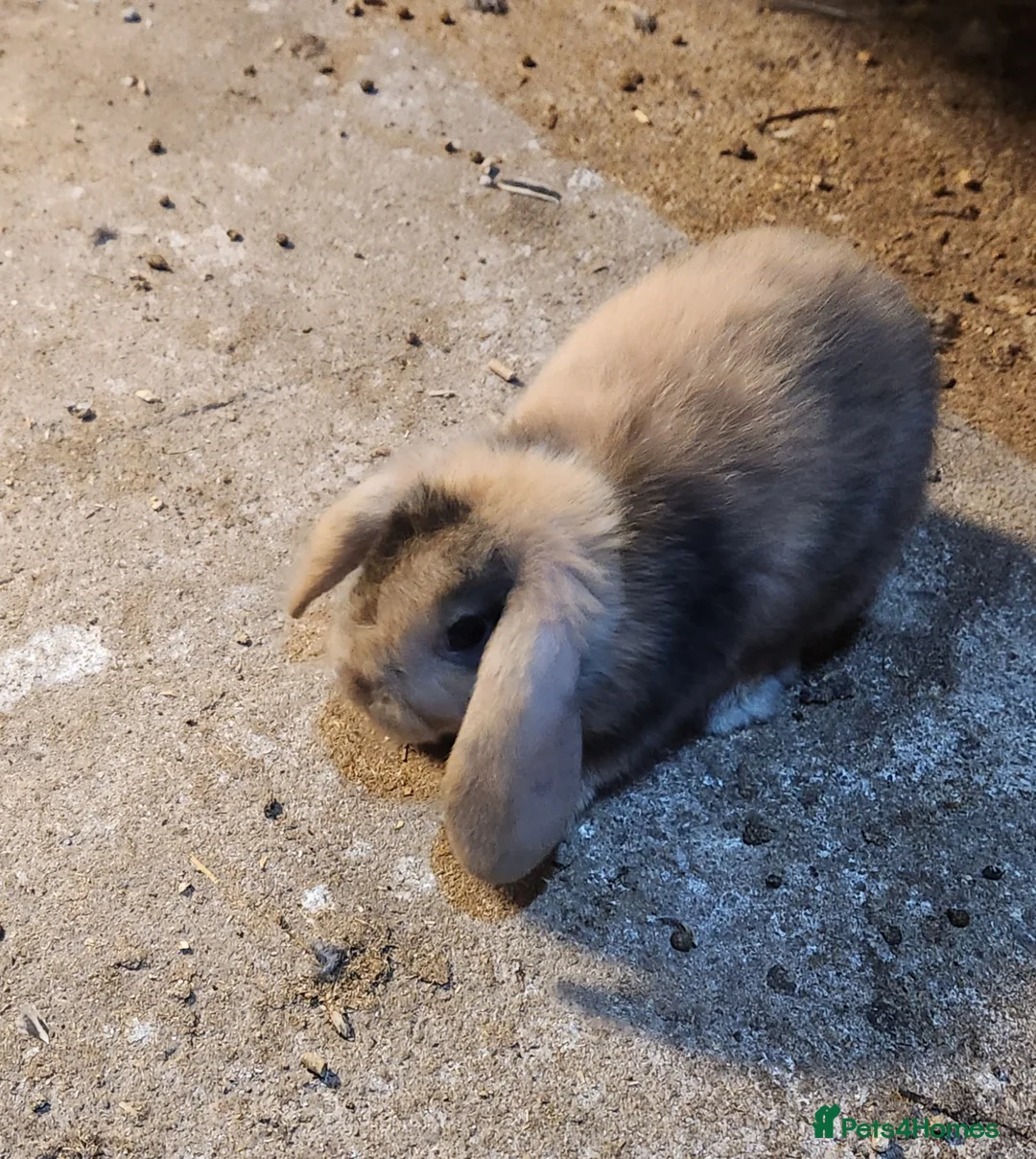 Mixed Breed rabbits for sale: Adorable Mixed Breed Baby Rabbits - Born October  - Advert 12