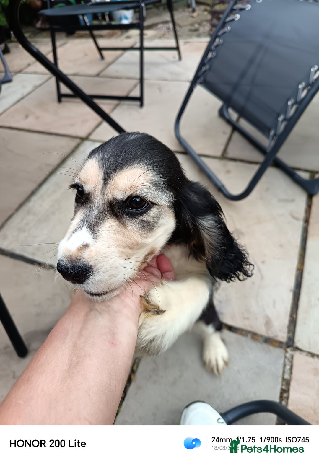 Cocker Spaniel dogs for sale: Cocker Spaniel puppies  - Image 8