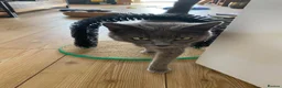 Mixed Breed cats for sale: Russian Blue X Chatreaux  Aged 5 - Advert 10