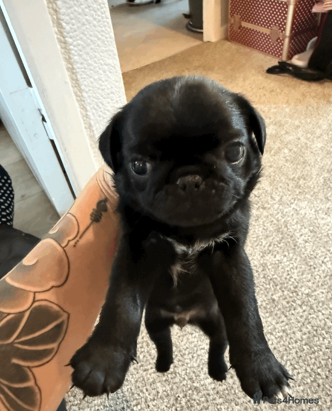 Pug dogs for sale: KC Pug Puppies - Advert 12