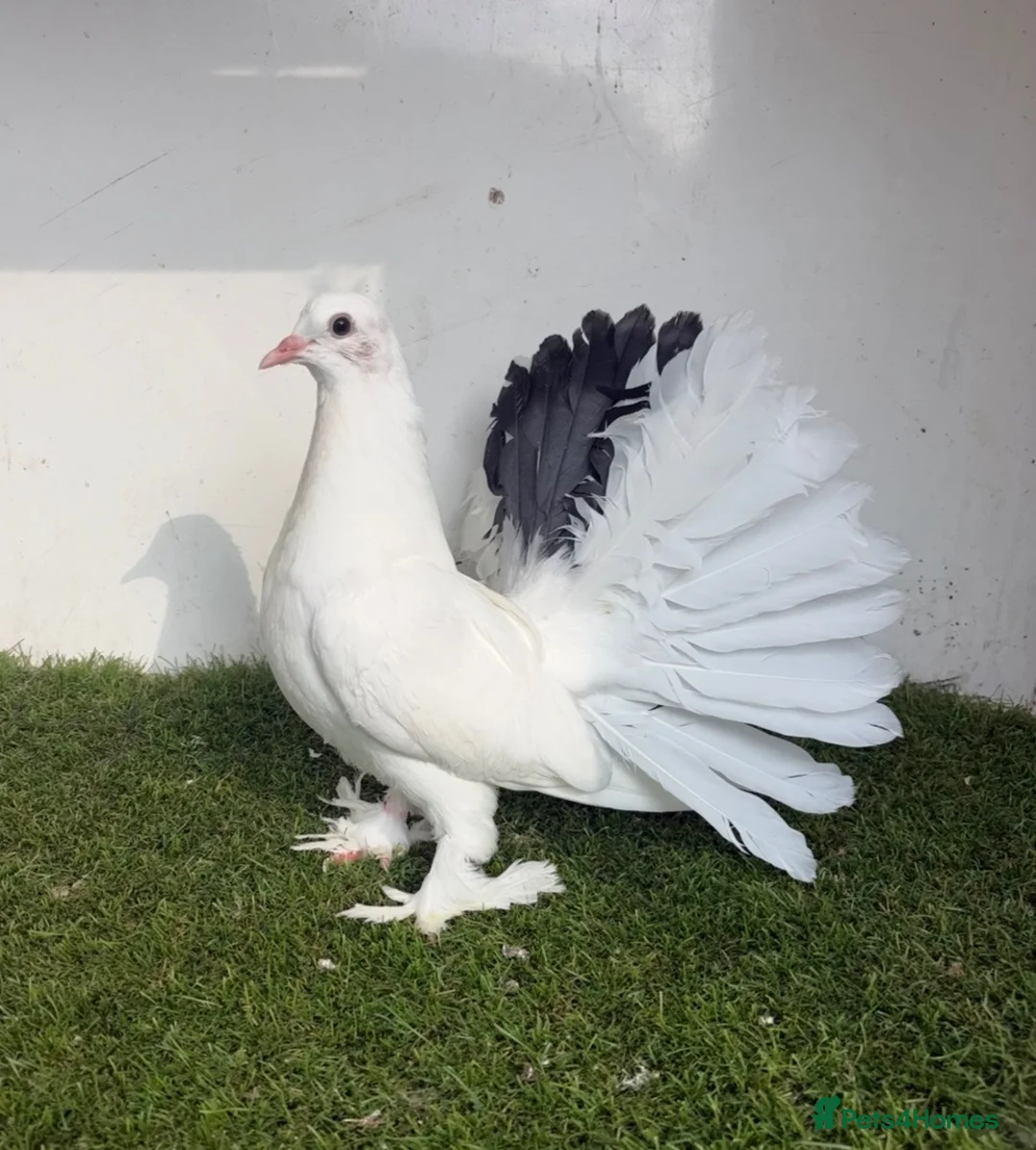 Pigeons birds for sale: Baby fantail pigeons  - Advert 1