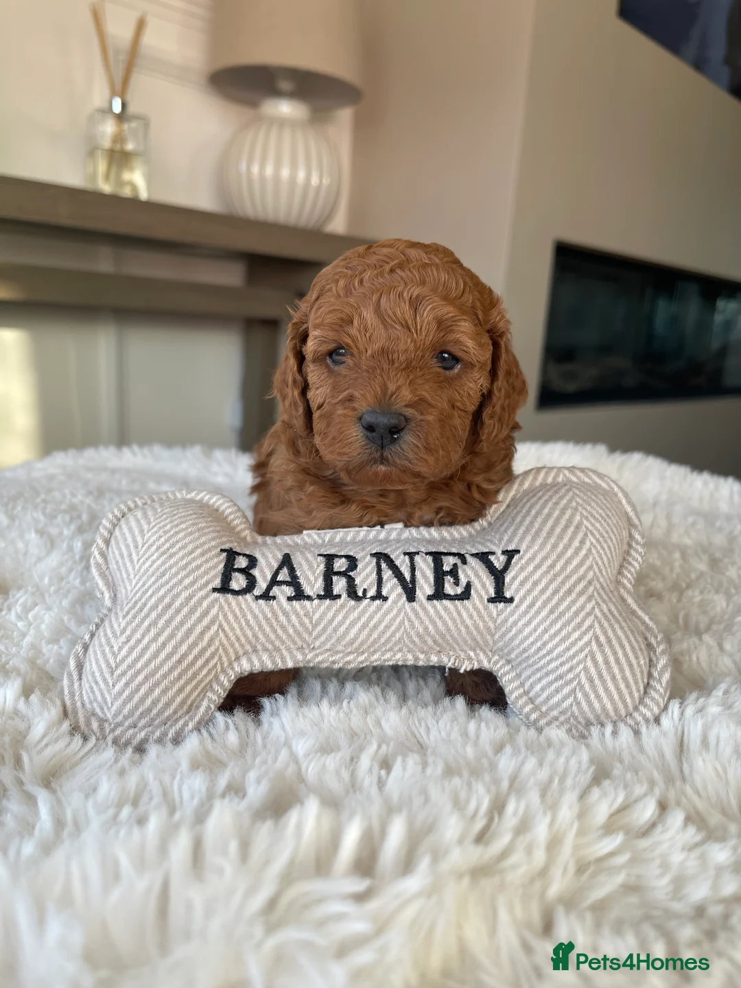 Cavapoo dogs for sale: Cavapoo Puppies Two Boys Available  in Doncaster - Advert 2