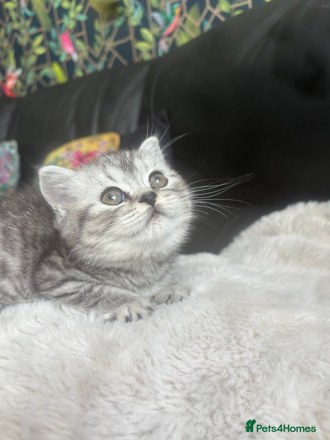 British Shorthair cats for sale: Beautiful bsh kitten, last one left!  - Advert 15