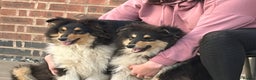 Rough Collie dogs for sale: Kc registered rough collies - Advert 2