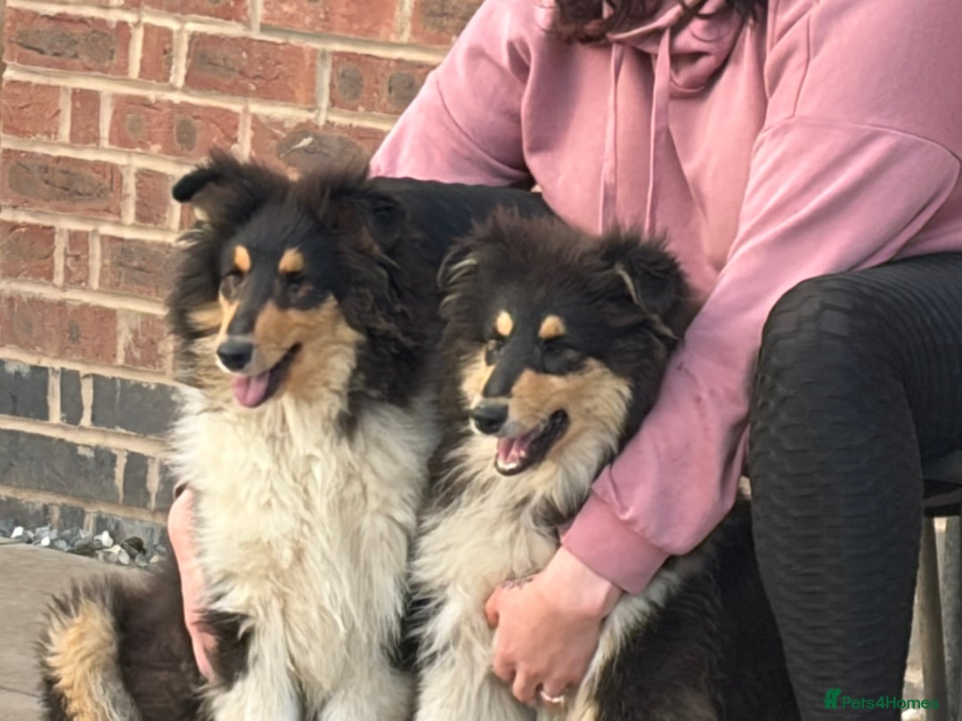 Rough Collie dogs for sale: Kc registered rough collies - Advert 2