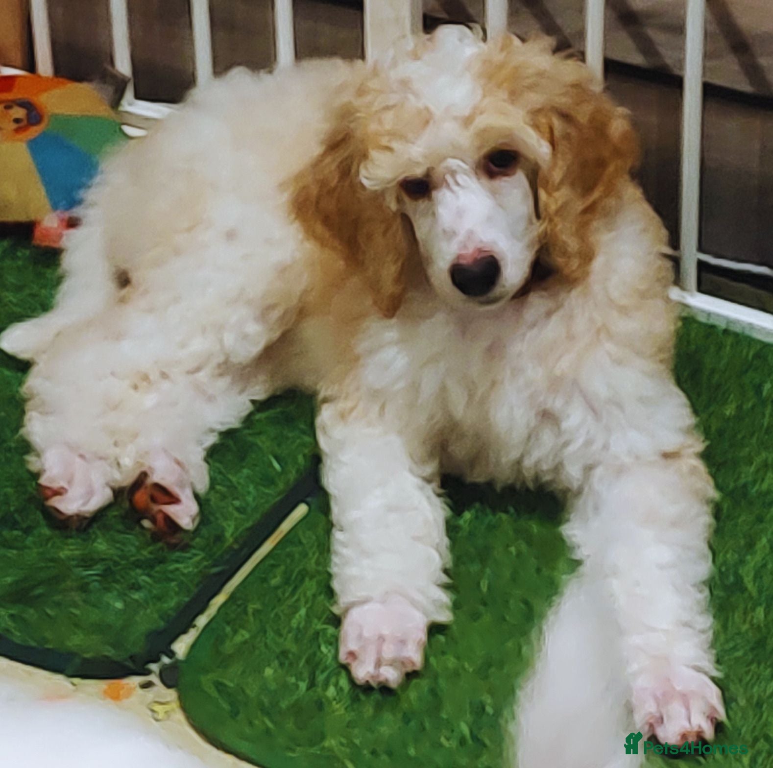 Standard Poodle dogs Elite KC Standard Parti Poodle Pups - Advert 2