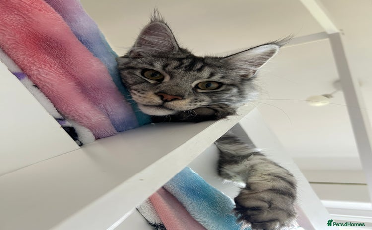 Maine Coon cats - Advert 13