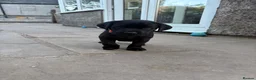 Labrador Retriever dogs for sale: Black Labrador Puppies - Advert 13
