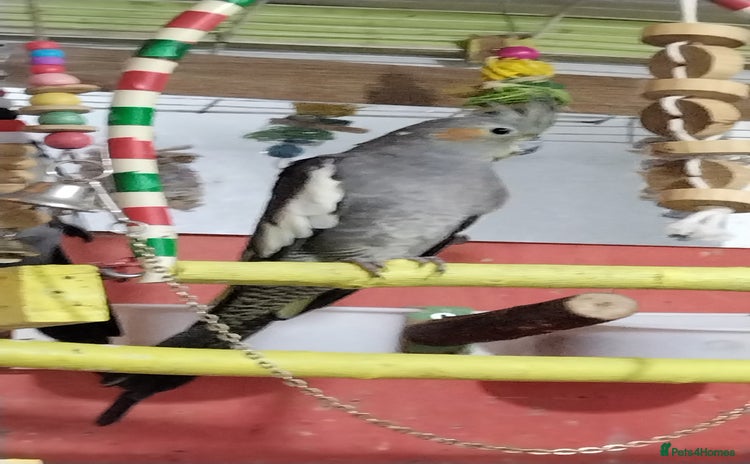 Cockatiels birds - Advert 1