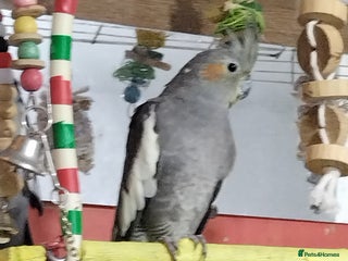 Cockatiels birds - Advert 4