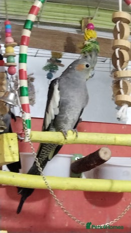 Cockatiels birds - Advert 1