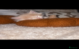 RagaMuffin cats for sale: Ragamuffin kittens for sale  - Image 3