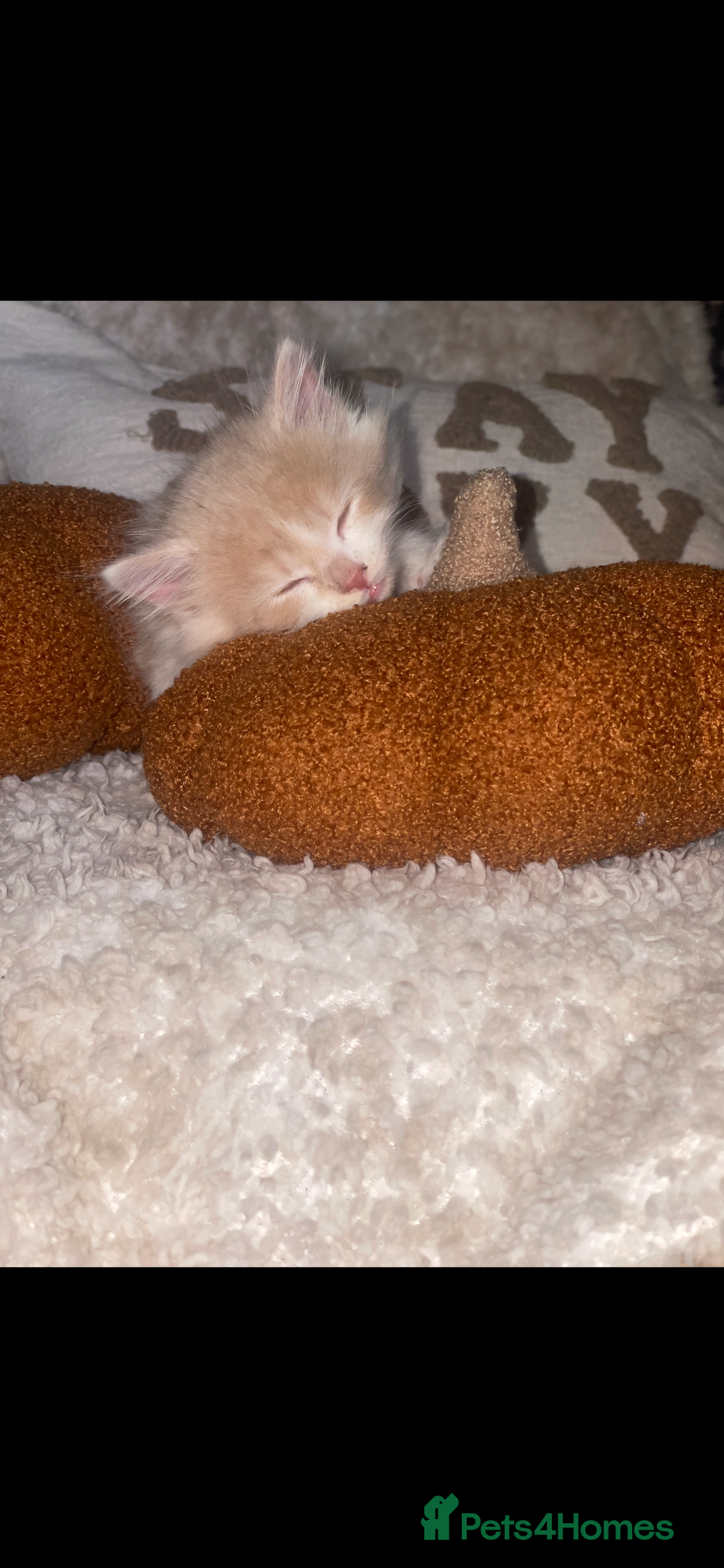 RagaMuffin cats for sale: Ragamuffin kittens for sale  - Image 3