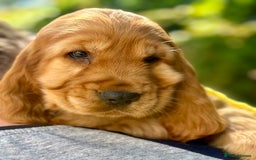 Cocker Spaniel dogs for sale: Exceptional Golden KC Show Cocker Spaniels in Chepstow - Image 18