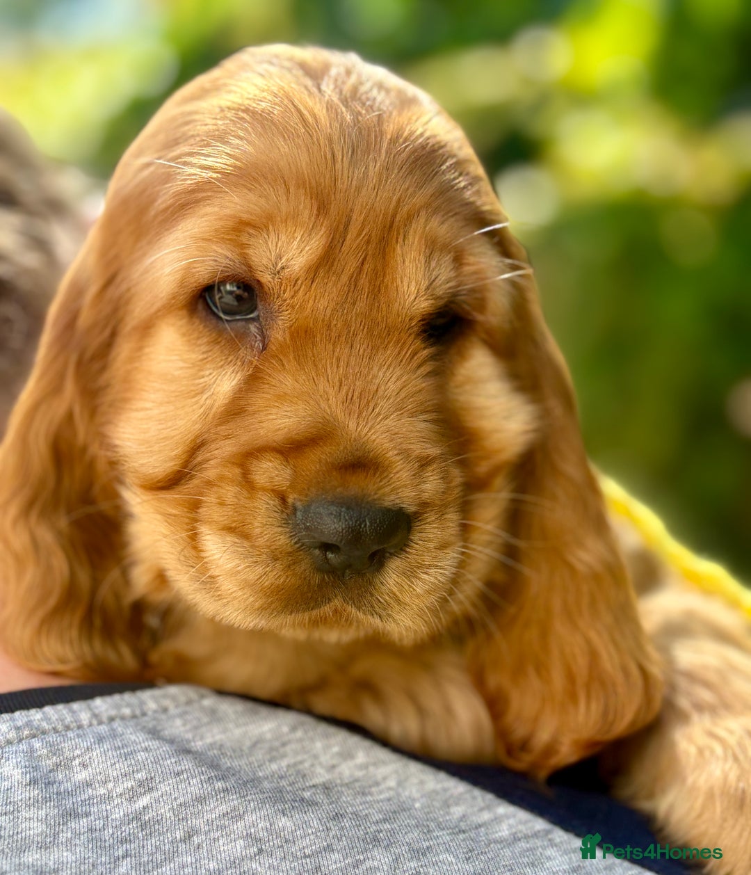 Cocker Spaniel dogs for sale: Exceptional Golden KC Show Cocker Spaniels in Chepstow - Image 18
