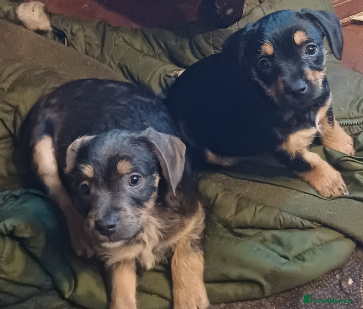 Mixed Breed dogs Adorable French Bulljack puppies  - Advert 6