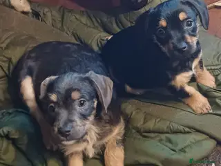 Mixed Breed dogs Adorable French Bulljack puppies - Advert 6