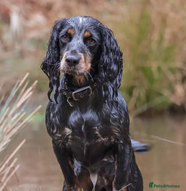 Cocker Spaniel dogs Beautiful Cocker spaniels - Advert 1