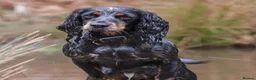 Cocker Spaniel dogs for sale: Beautiful Cocker spaniels - Advert 1