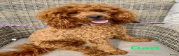 Cockapoo dogs for sale: 6 stunning cockerpoo 3 boys 3 girls  - Advert 26