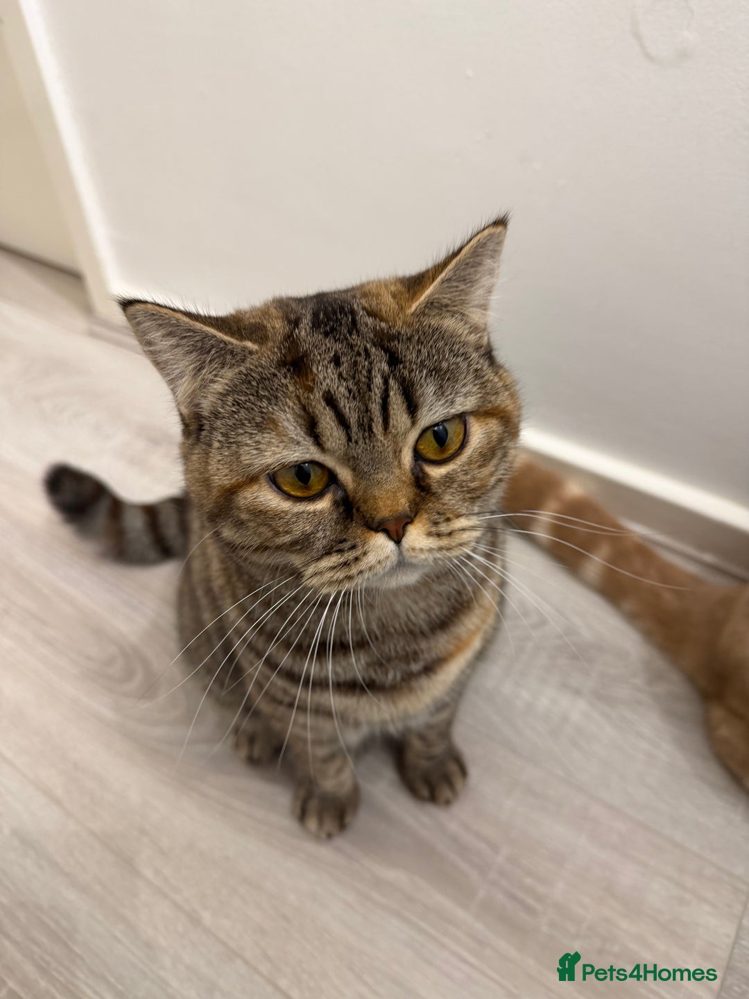 British Shorthair cats for sale: Luna & Leo  - Advert 18