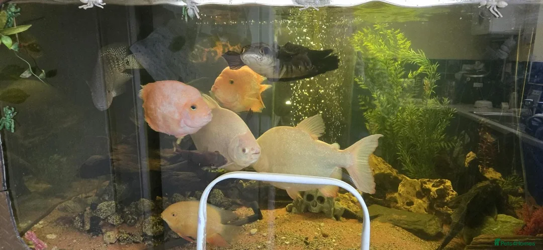 Other/Mixed Breed fish for sale: Various fish for sale in Wakefield - Advert 6