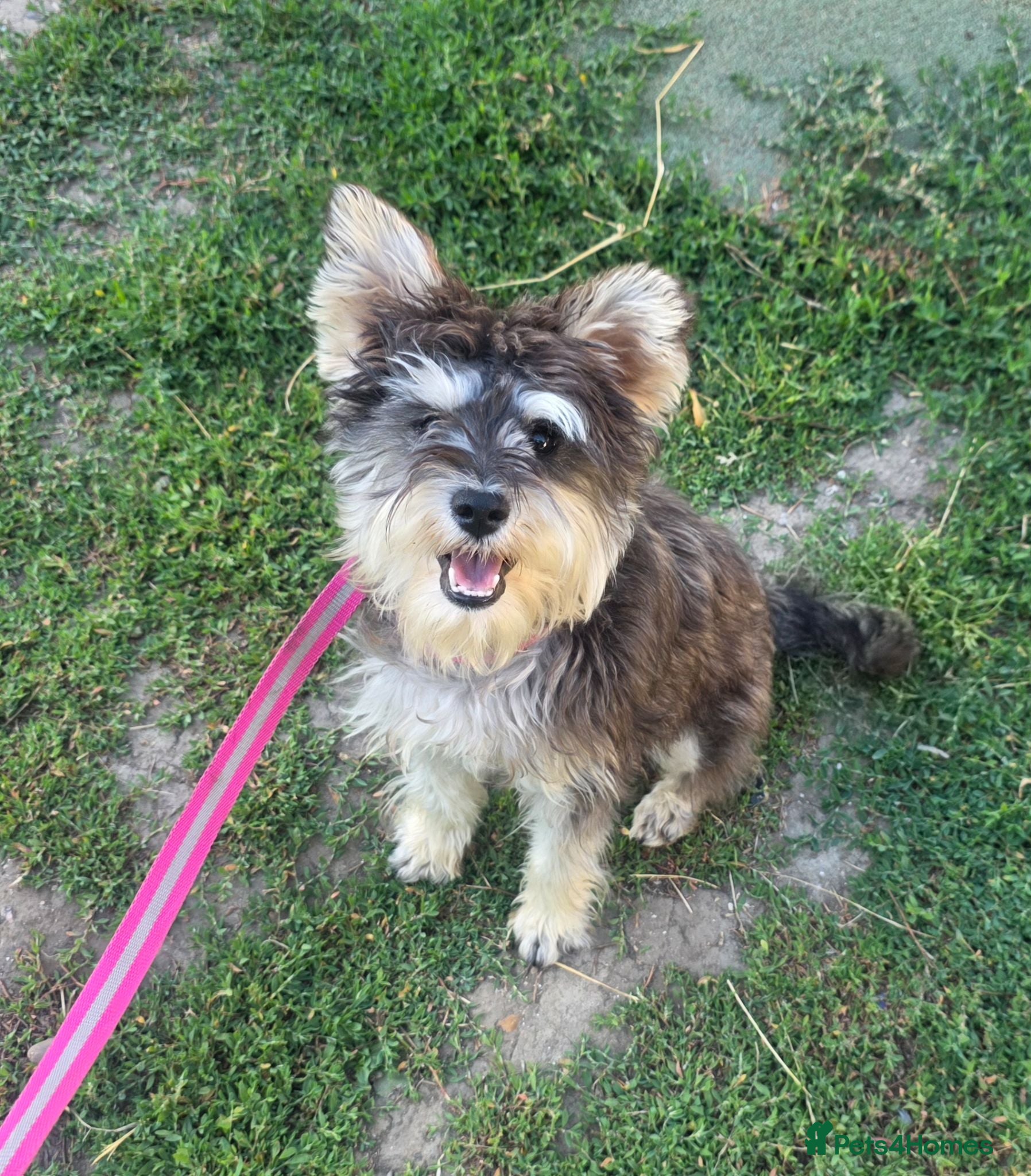 Miniature Schnauzer dogs KC REG 8 month old girl - Advert 1