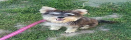 Miniature Schnauzer dogs for sale: KC REG 8 month old girl not 11 months  - Advert 1
