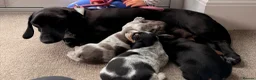 Dachshund dogs for sale: Isabella Daschound - Advert 12