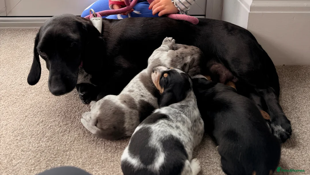 Dachshund dogs for sale: Isabella Daschound - Advert 12